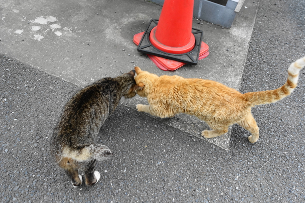 f:id:shigeo-t:20190728095340j:plain f:id:shigeo-t:20190728095340j:plain