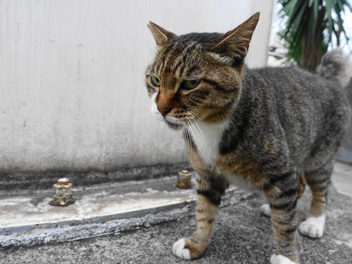 f:id:shigeo-t:20190728095657j:plain f:id:shigeo-t:20190728095657j:plain