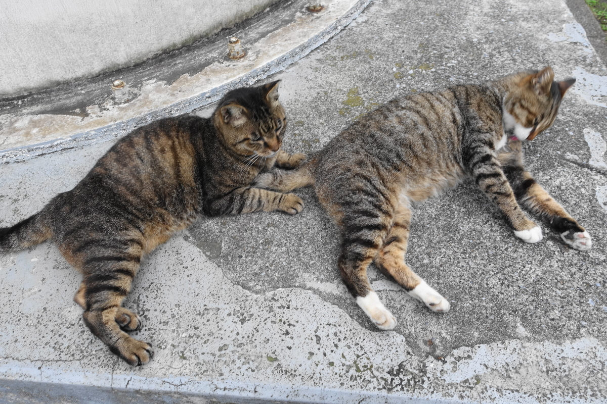 f:id:shigeo-t:20190728100117j:plain f:id:shigeo-t:20190728100117j:plain