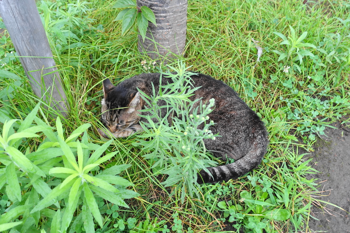 f:id:shigeo-t:20190728100557j:plain f:id:shigeo-t:20190728100557j:plain