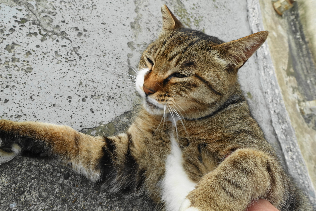 f:id:shigeo-t:20190728101059j:plain f:id:shigeo-t:20190728101059j:plain