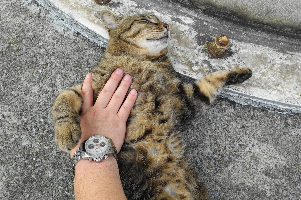 f:id:shigeo-t:20190728101151j:plain f:id:shigeo-t:20190728101151j:plain