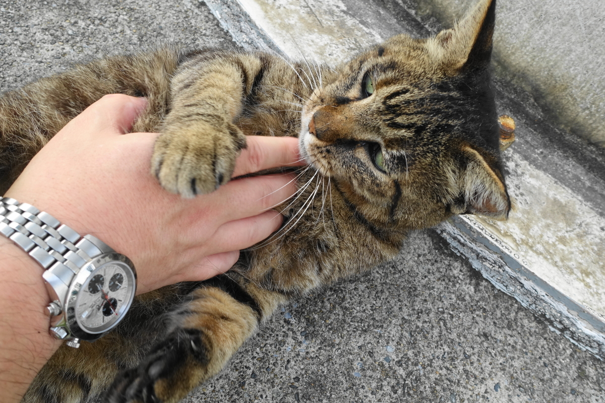 f:id:shigeo-t:20190728101207j:plain f:id:shigeo-t:20190728101207j:plain