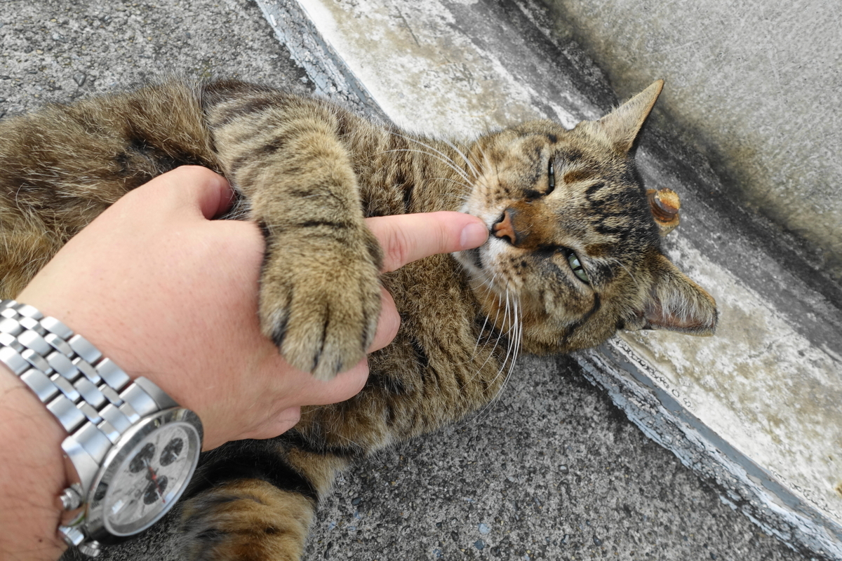 f:id:shigeo-t:20190728101222j:plain f:id:shigeo-t:20190728101222j:plain