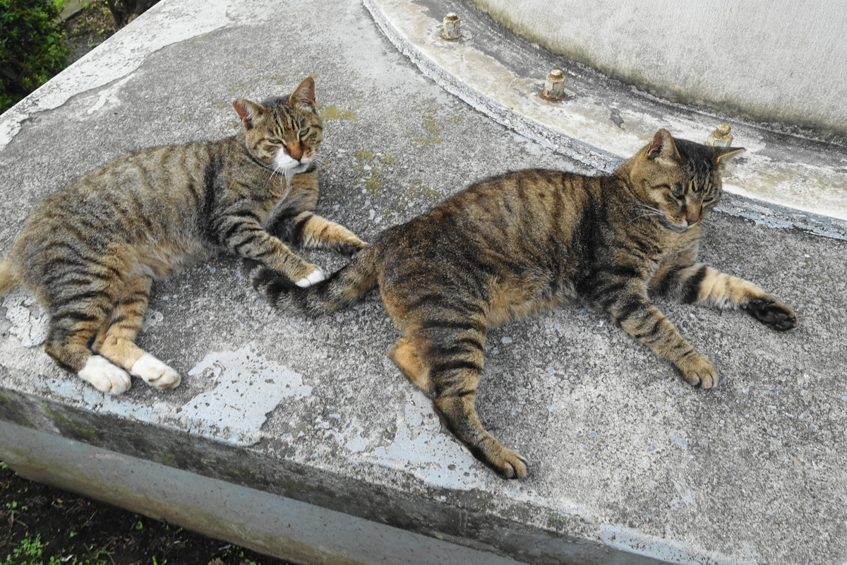 f:id:shigeo-t:20190728101258j:plain f:id:shigeo-t:20190728101258j:plain