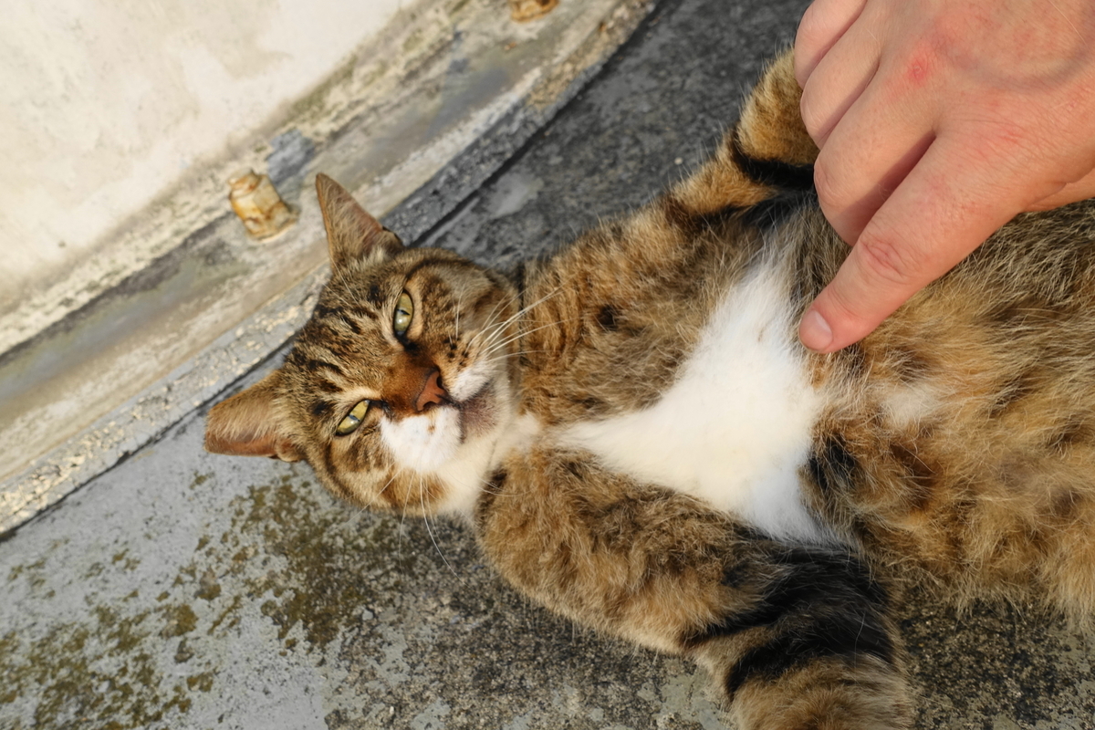 f:id:shigeo-t:20190731150854j:plain