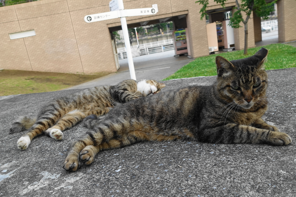 f:id:shigeo-t:20190731151110j:plain