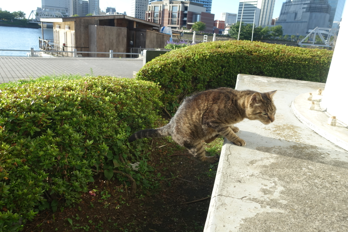 f:id:shigeo-t:20190731151853j:plain