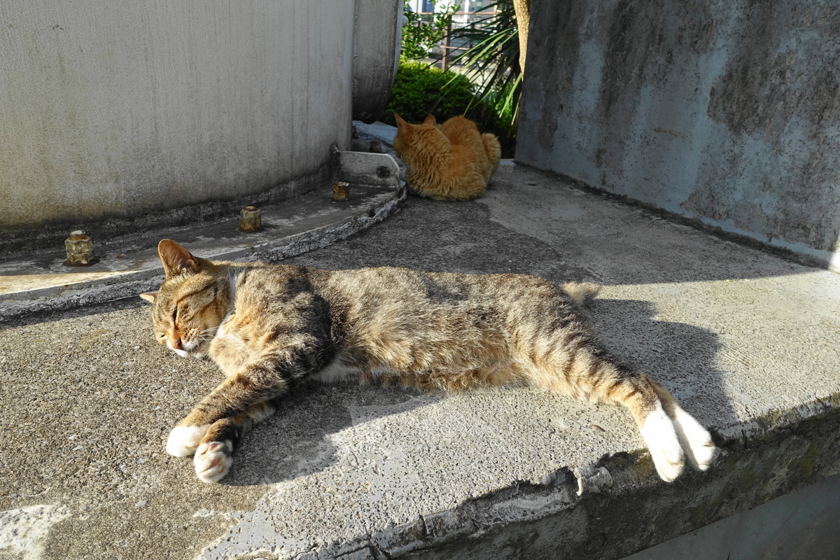 f:id:shigeo-t:20190731152036j:plain