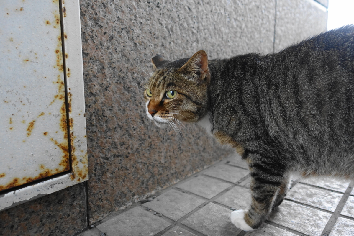 f:id:shigeo-t:20190731152654j:plain