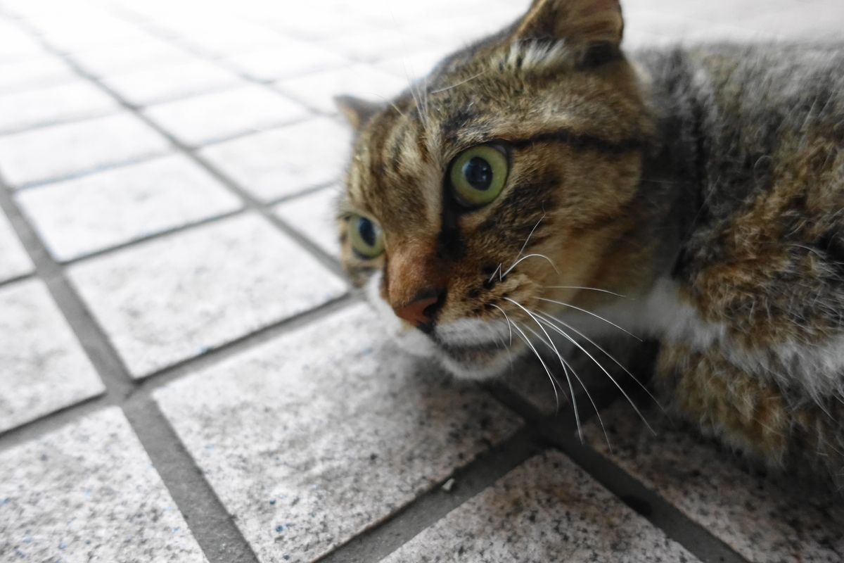 f:id:shigeo-t:20190731152808j:plain
