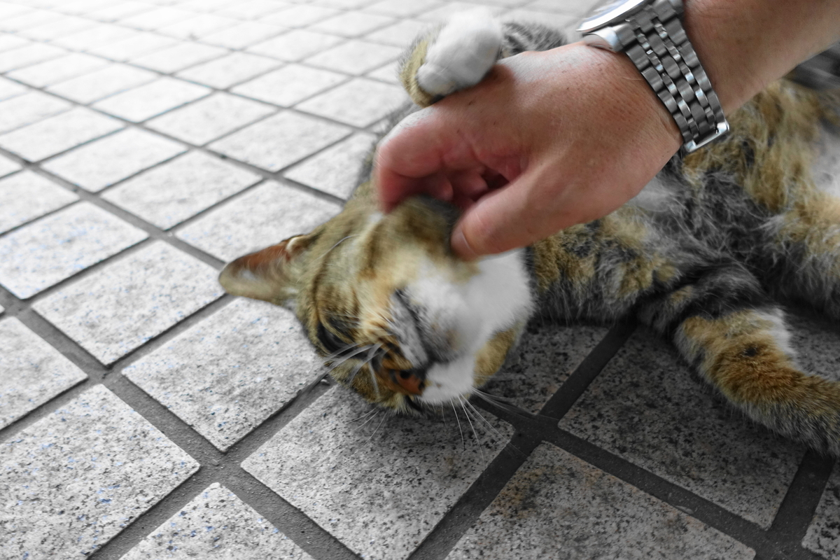 f:id:shigeo-t:20190731153005j:plain