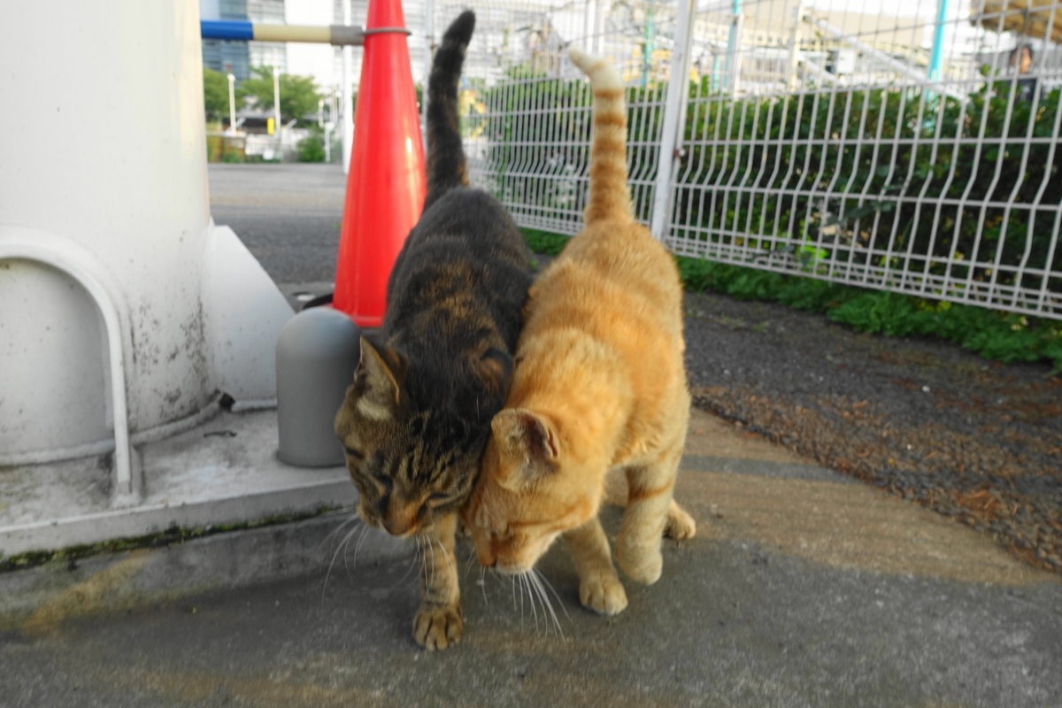 f:id:shigeo-t:20190809095117j:plain f:id:shigeo-t:20190809095117j:plain