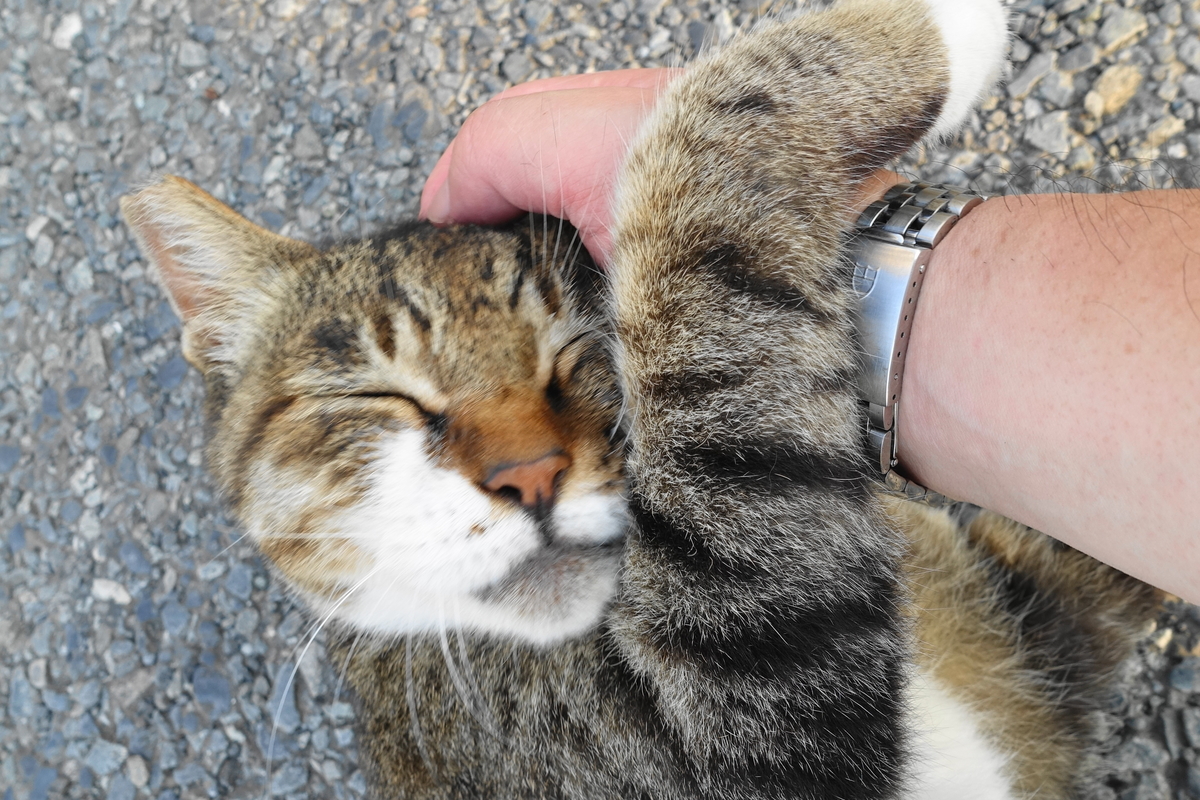 f:id:shigeo-t:20190809095213j:plain f:id:shigeo-t:20190809095213j:plain