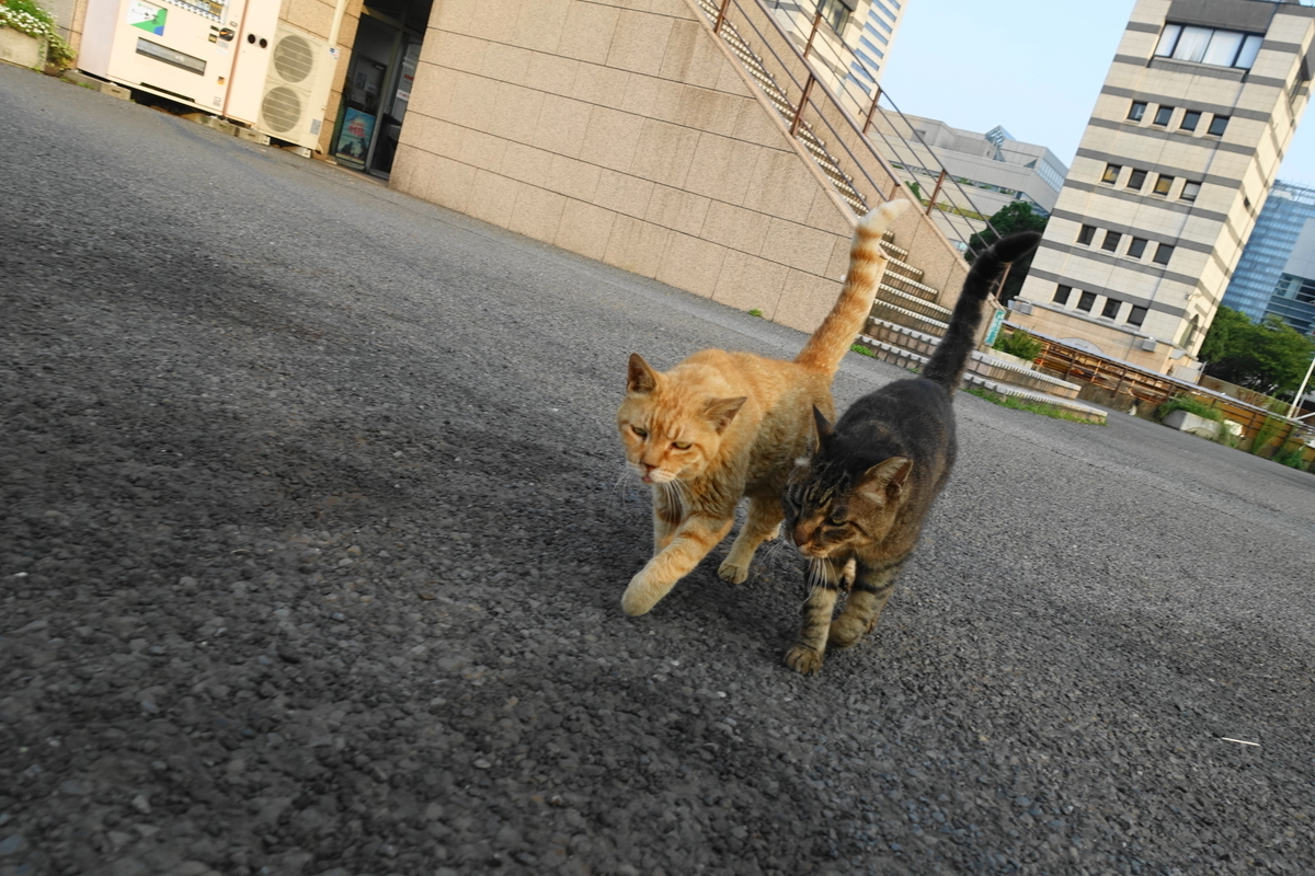 f:id:shigeo-t:20190809095949j:plain f:id:shigeo-t:20190809095949j:plain