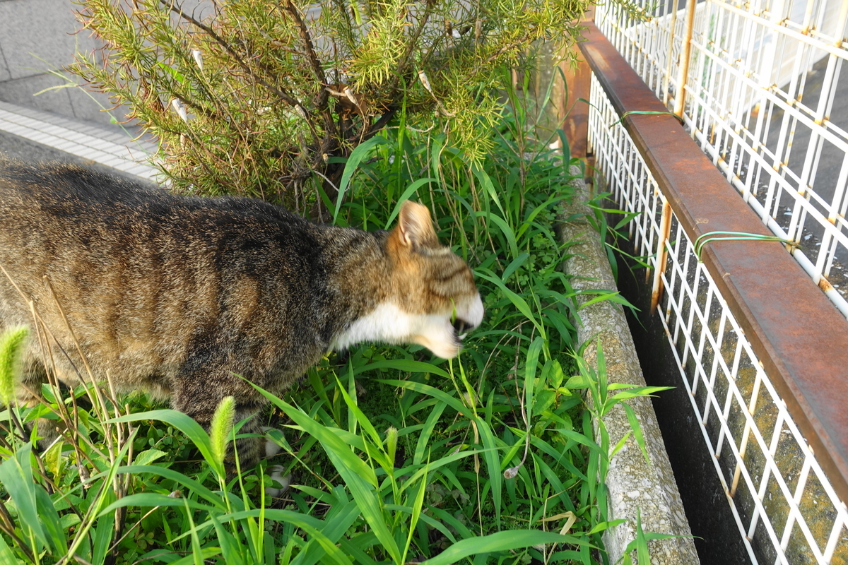 f:id:shigeo-t:20190809100526j:plain f:id:shigeo-t:20190809100526j:plain