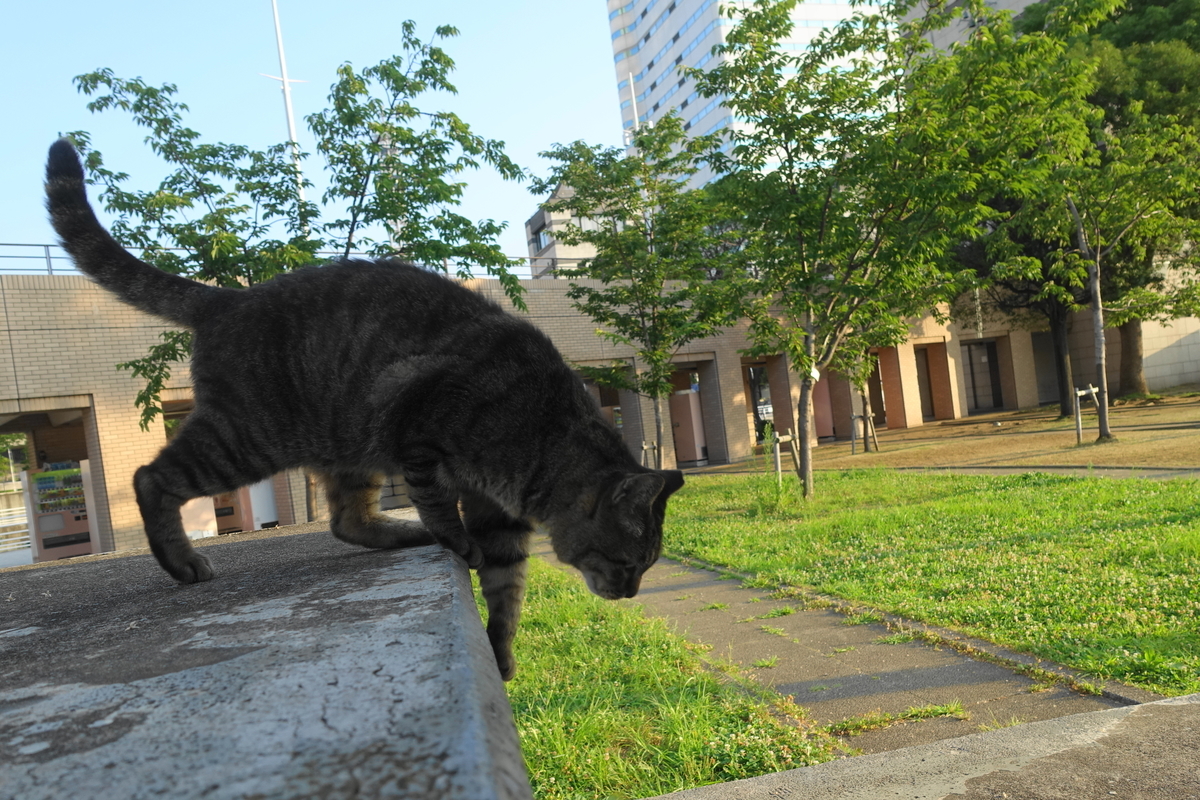 f:id:shigeo-t:20190809101846j:plain f:id:shigeo-t:20190809101846j:plain