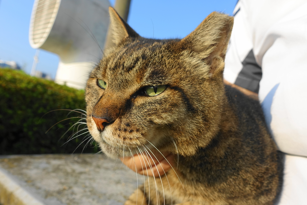 f:id:shigeo-t:20190809102044j:plain f:id:shigeo-t:20190809102044j:plain