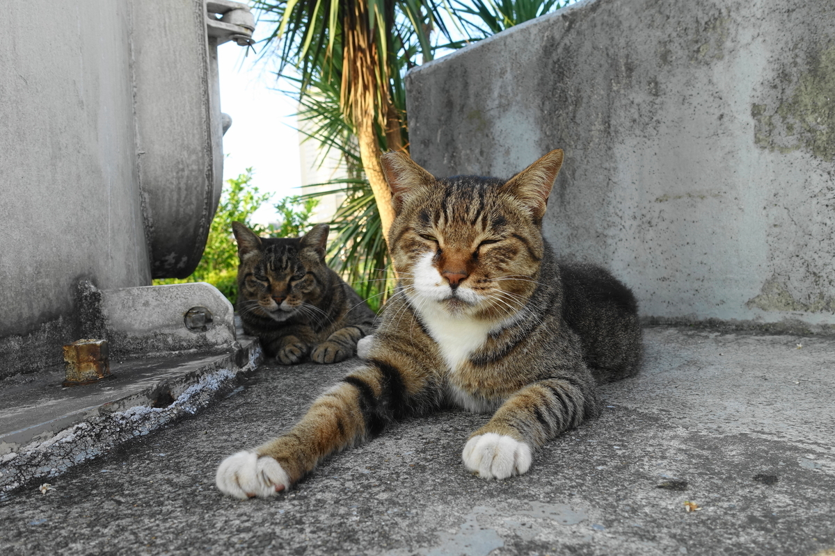 f:id:shigeo-t:20190809102338j:plain f:id:shigeo-t:20190809102338j:plain