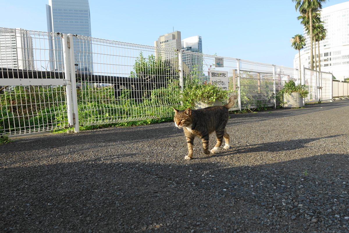 f:id:shigeo-t:20190809102835j:plain f:id:shigeo-t:20190809102835j:plain
