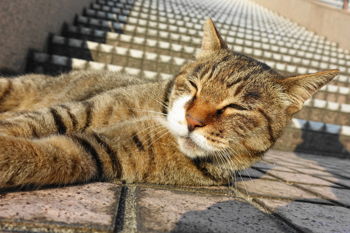f:id:shigeo-t:20190809102836j:plain f:id:shigeo-t:20190809102836j:plain