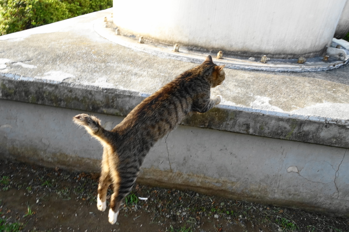 f:id:shigeo-t:20190810101045j:plain f:id:shigeo-t:20190810101045j:plain