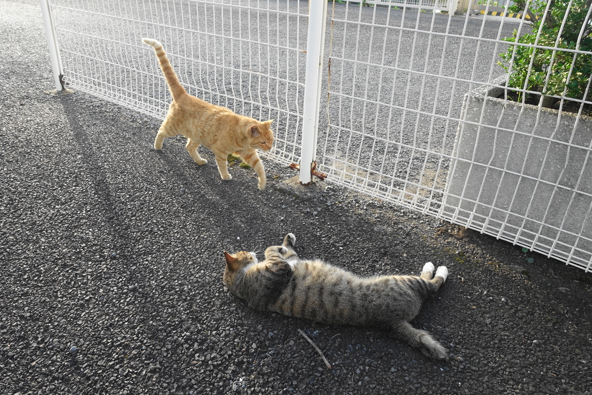 f:id:shigeo-t:20190810101653j:plain f:id:shigeo-t:20190810101653j:plain