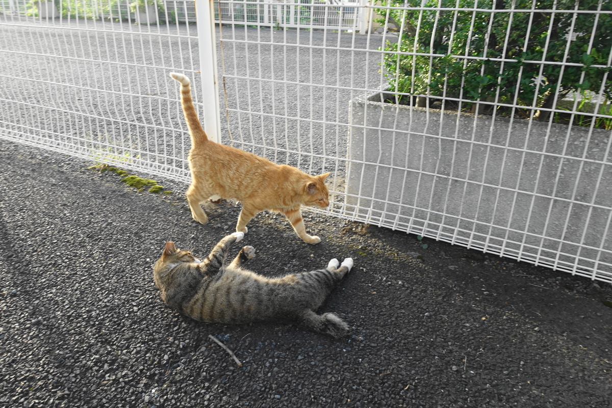 f:id:shigeo-t:20190810101707j:plain f:id:shigeo-t:20190810101707j:plain