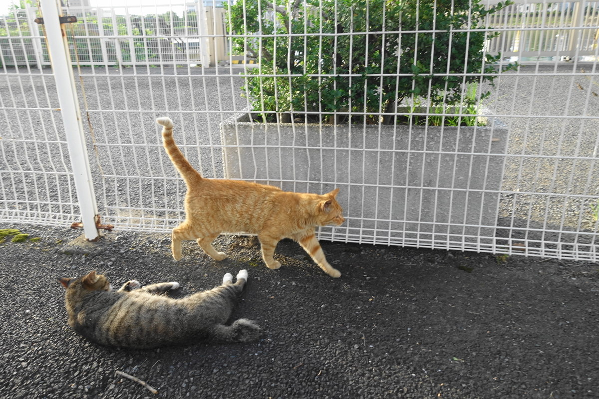 f:id:shigeo-t:20190810101732j:plain f:id:shigeo-t:20190810101732j:plain