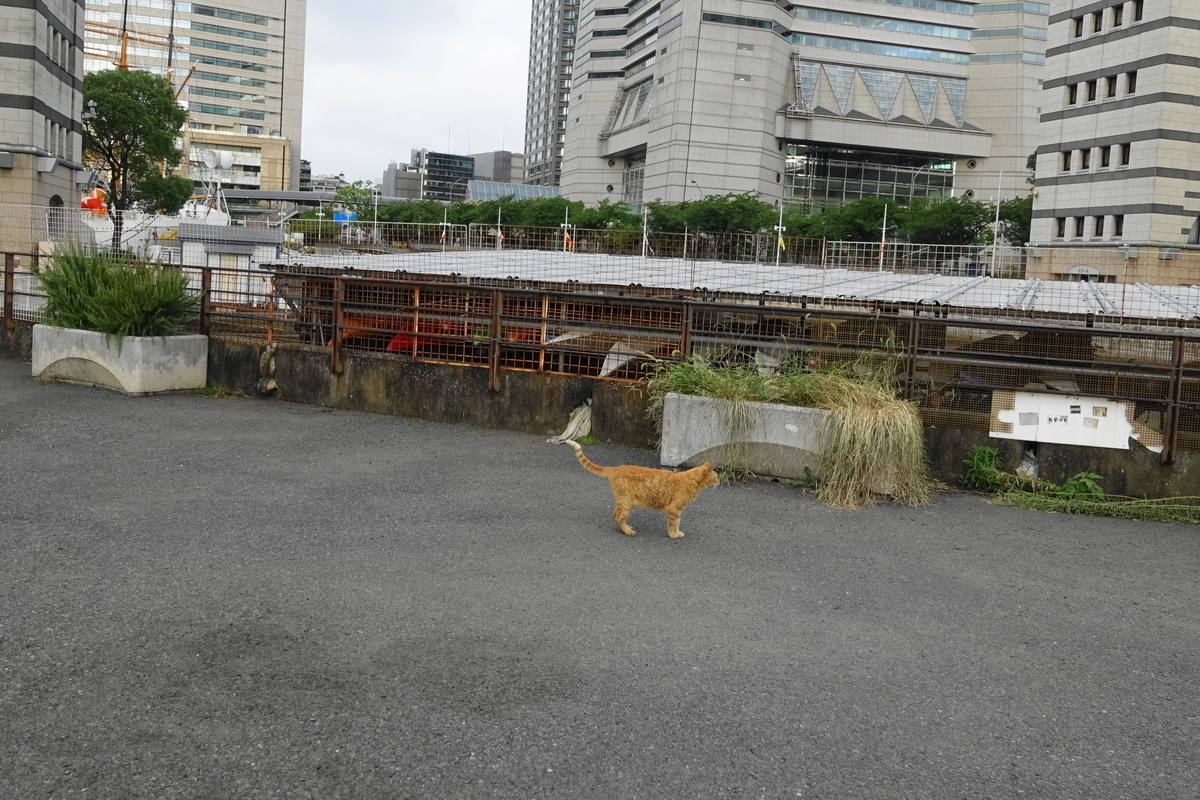 f:id:shigeo-t:20190810102219j:plain f:id:shigeo-t:20190810102219j:plain