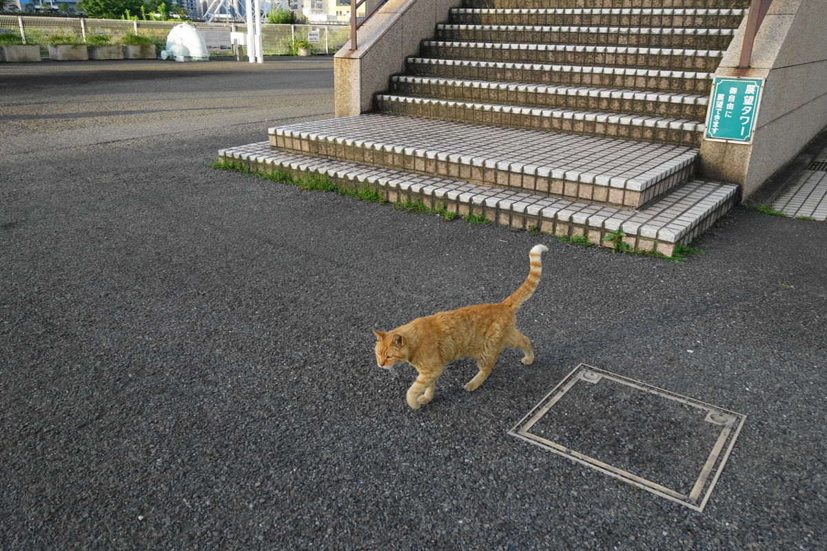 f:id:shigeo-t:20190810103259j:plain f:id:shigeo-t:20190810103259j:plain