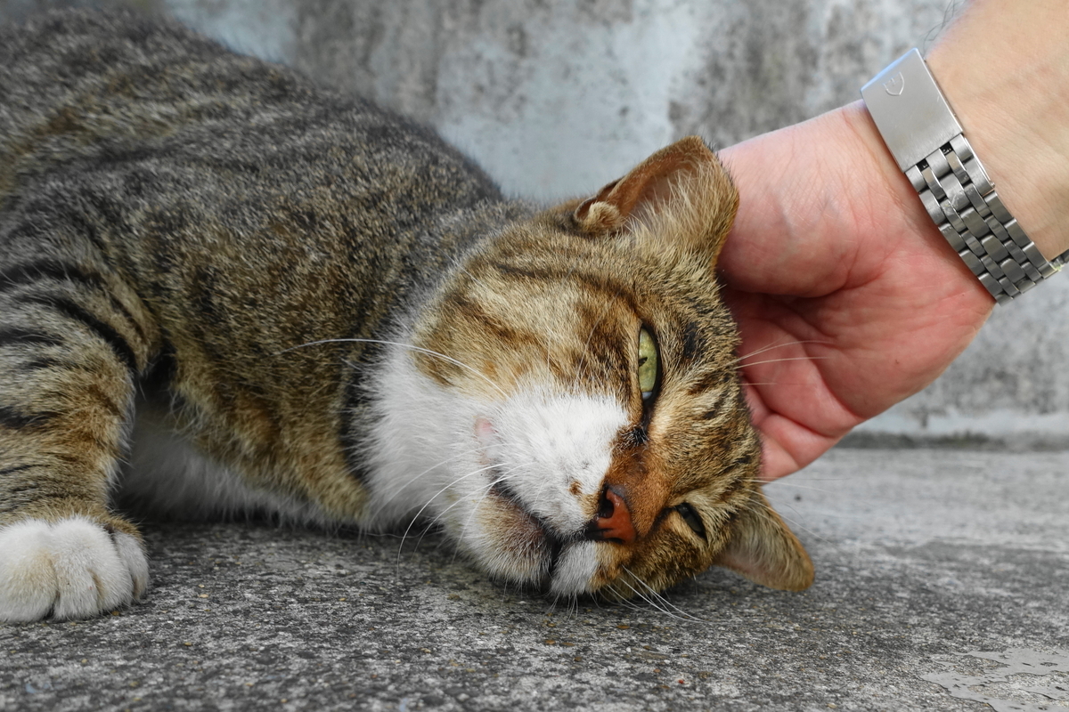 f:id:shigeo-t:20190810104641j:plain f:id:shigeo-t:20190810104641j:plain