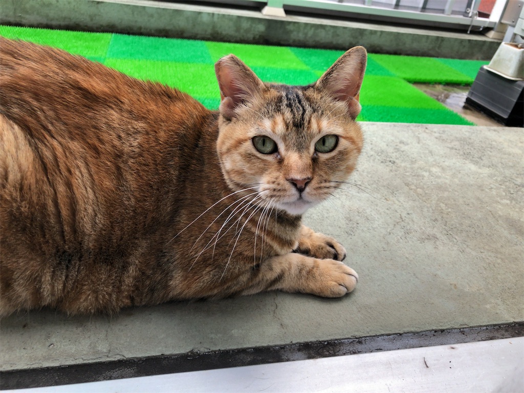f:id:shigeo-t:20190814124729j:image f:id:shigeo-t:20190814124729j:image