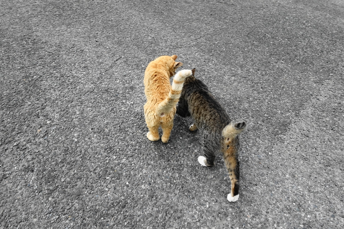 f:id:shigeo-t:20190817092138j:plain f:id:shigeo-t:20190817092138j:plain