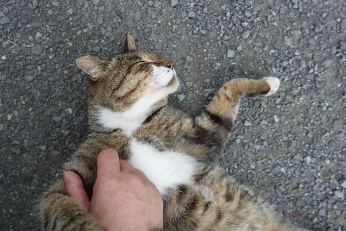 f:id:shigeo-t:20190817092355j:plain f:id:shigeo-t:20190817092355j:plain