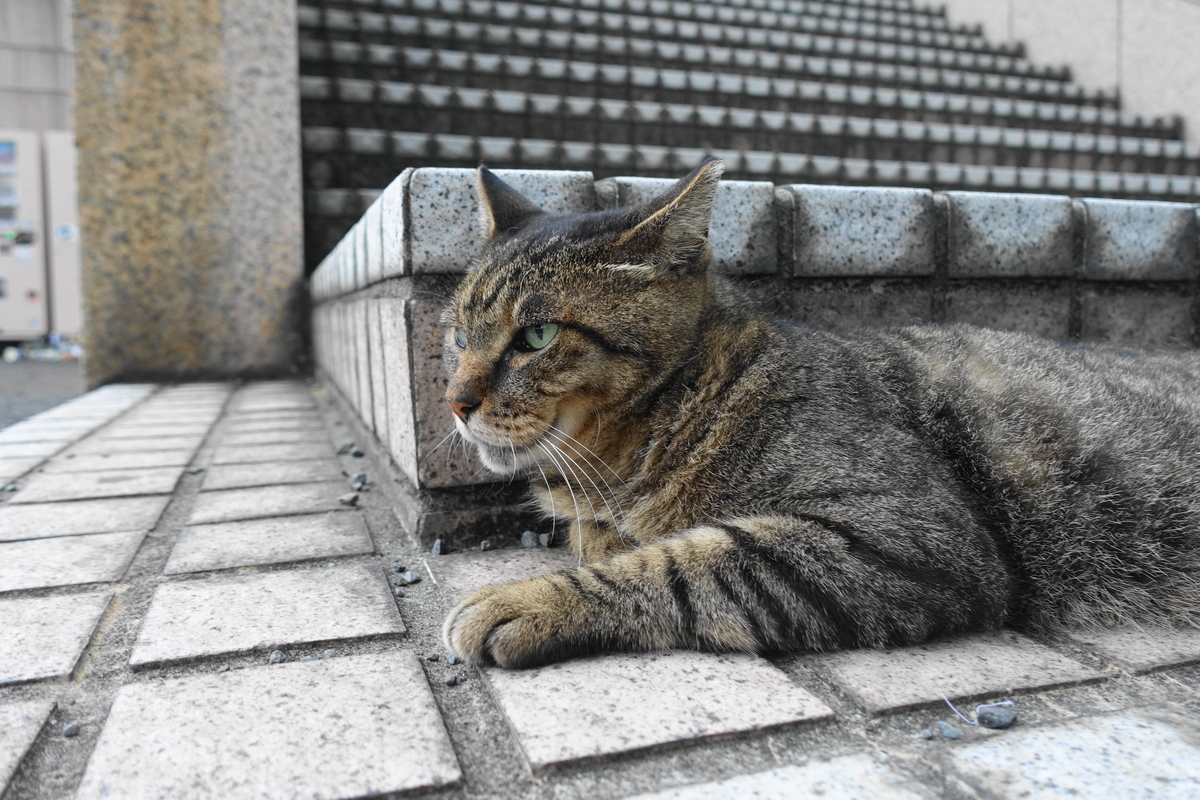 f:id:shigeo-t:20190817092628j:plain f:id:shigeo-t:20190817092628j:plain
