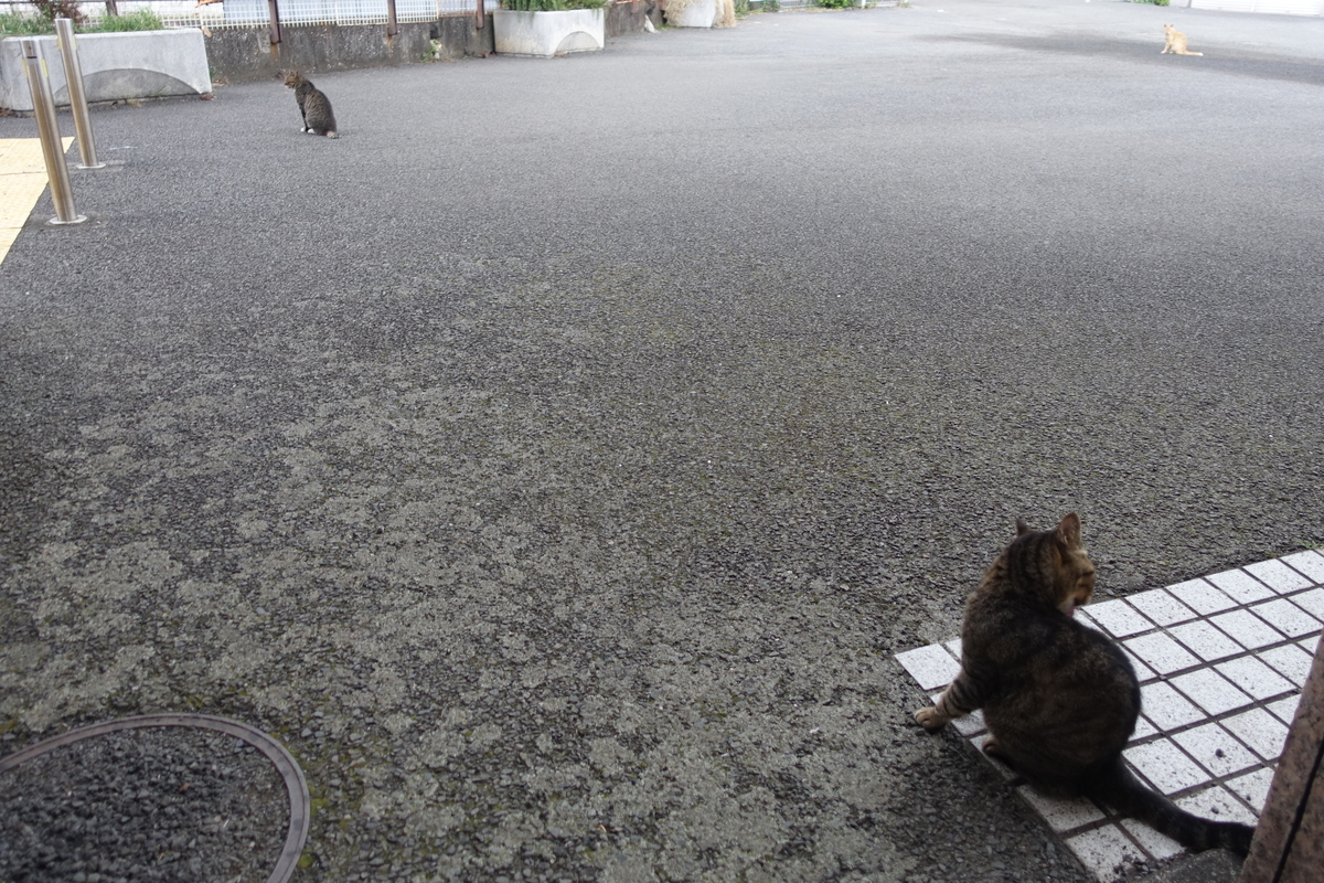f:id:shigeo-t:20190817092722j:plain f:id:shigeo-t:20190817092722j:plain