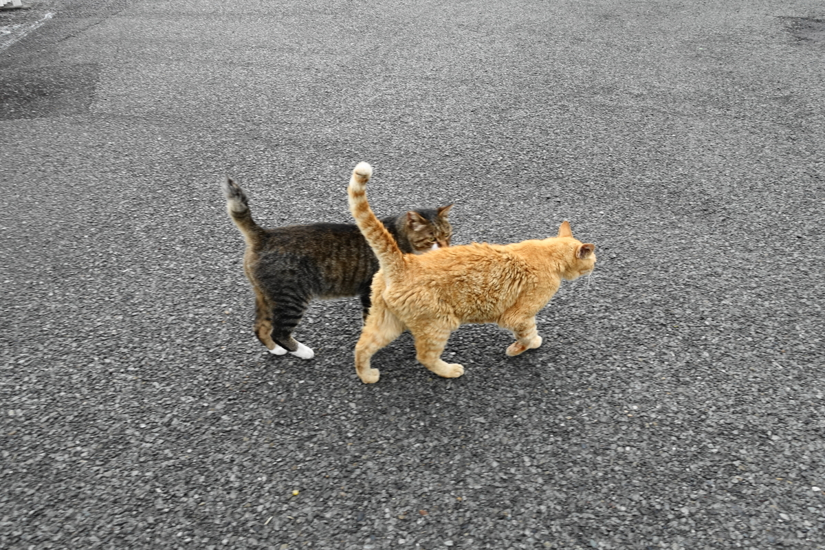 f:id:shigeo-t:20190817093900j:plain f:id:shigeo-t:20190817093900j:plain