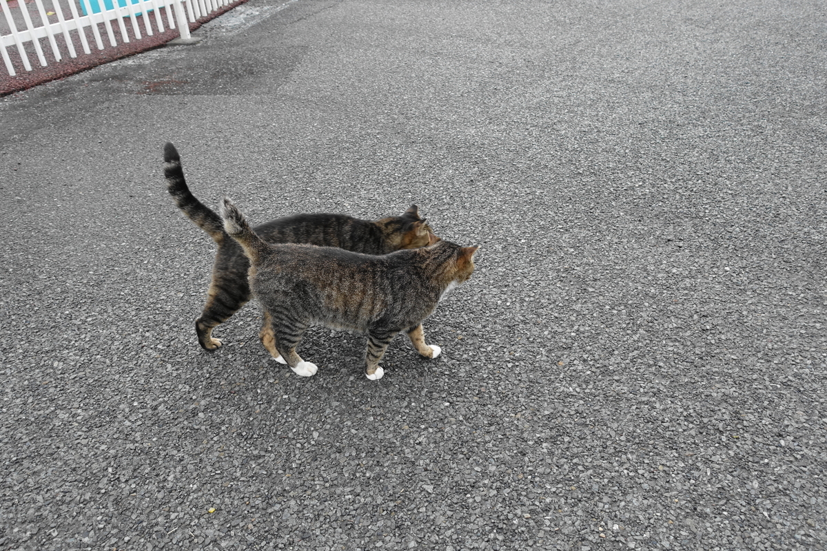 f:id:shigeo-t:20190817093903j:plain f:id:shigeo-t:20190817093903j:plain