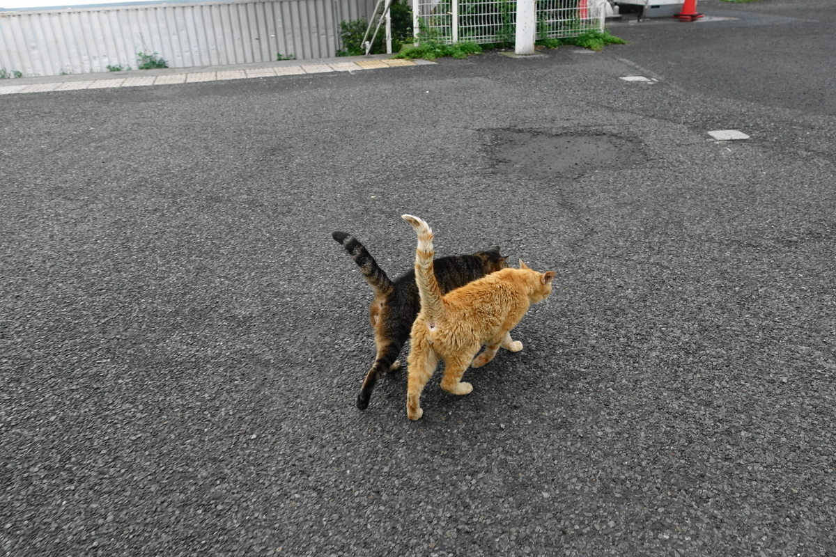 f:id:shigeo-t:20190817093906j:plain f:id:shigeo-t:20190817093906j:plain