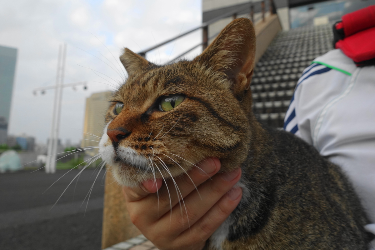 f:id:shigeo-t:20190817094004j:plain f:id:shigeo-t:20190817094004j:plain