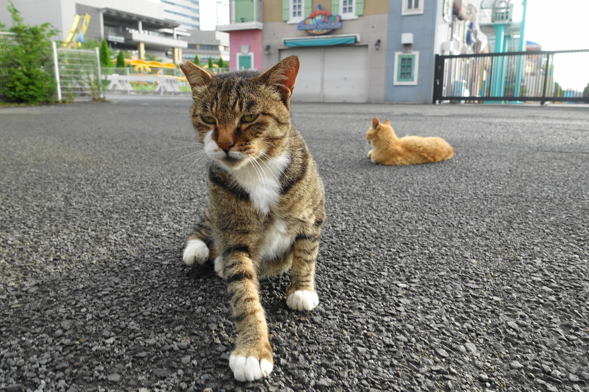 f:id:shigeo-t:20190817094256j:plain f:id:shigeo-t:20190817094256j:plain