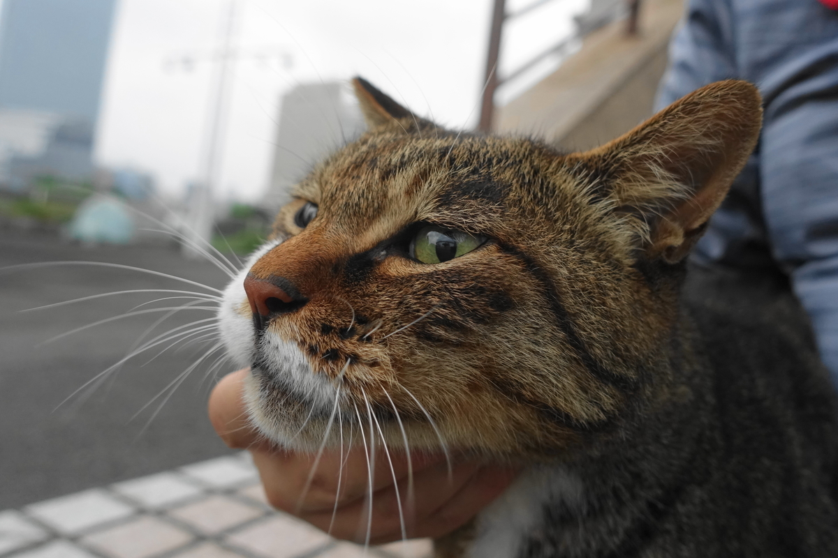 f:id:shigeo-t:20190817094729j:plain f:id:shigeo-t:20190817094729j:plain