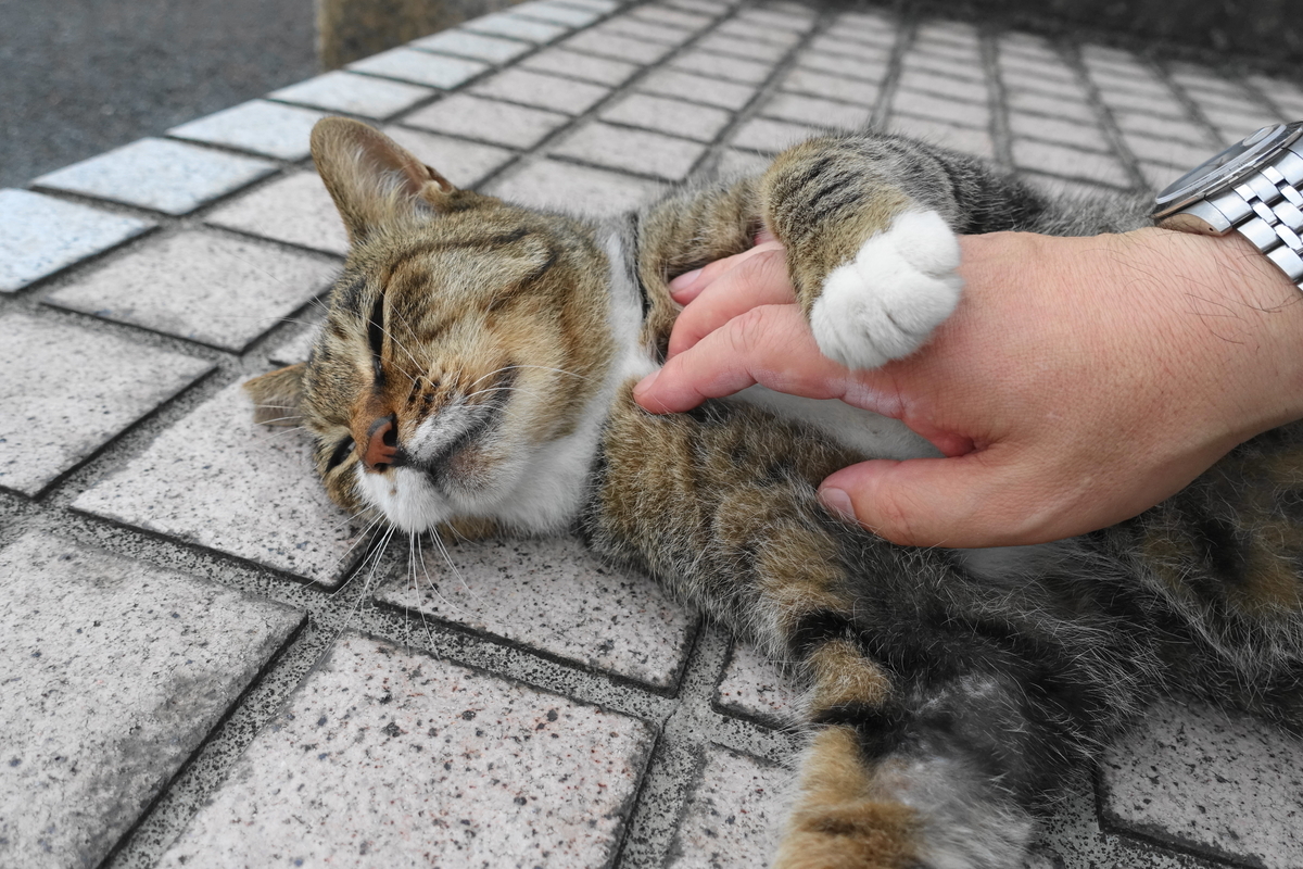 f:id:shigeo-t:20190817094805j:plain f:id:shigeo-t:20190817094805j:plain