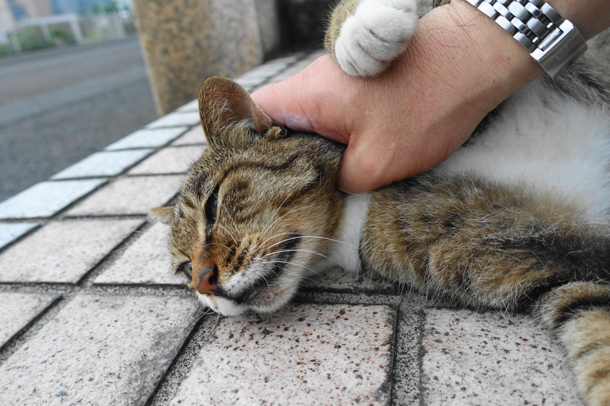 f:id:shigeo-t:20190817094816j:plain f:id:shigeo-t:20190817094816j:plain