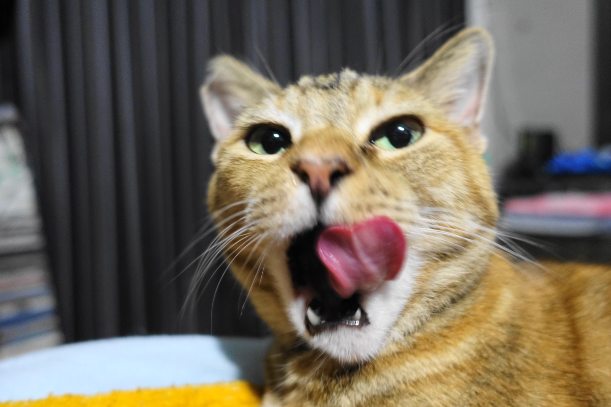 f:id:shigeo-t:20190821100931j:plain f:id:shigeo-t:20190821100931j:plain