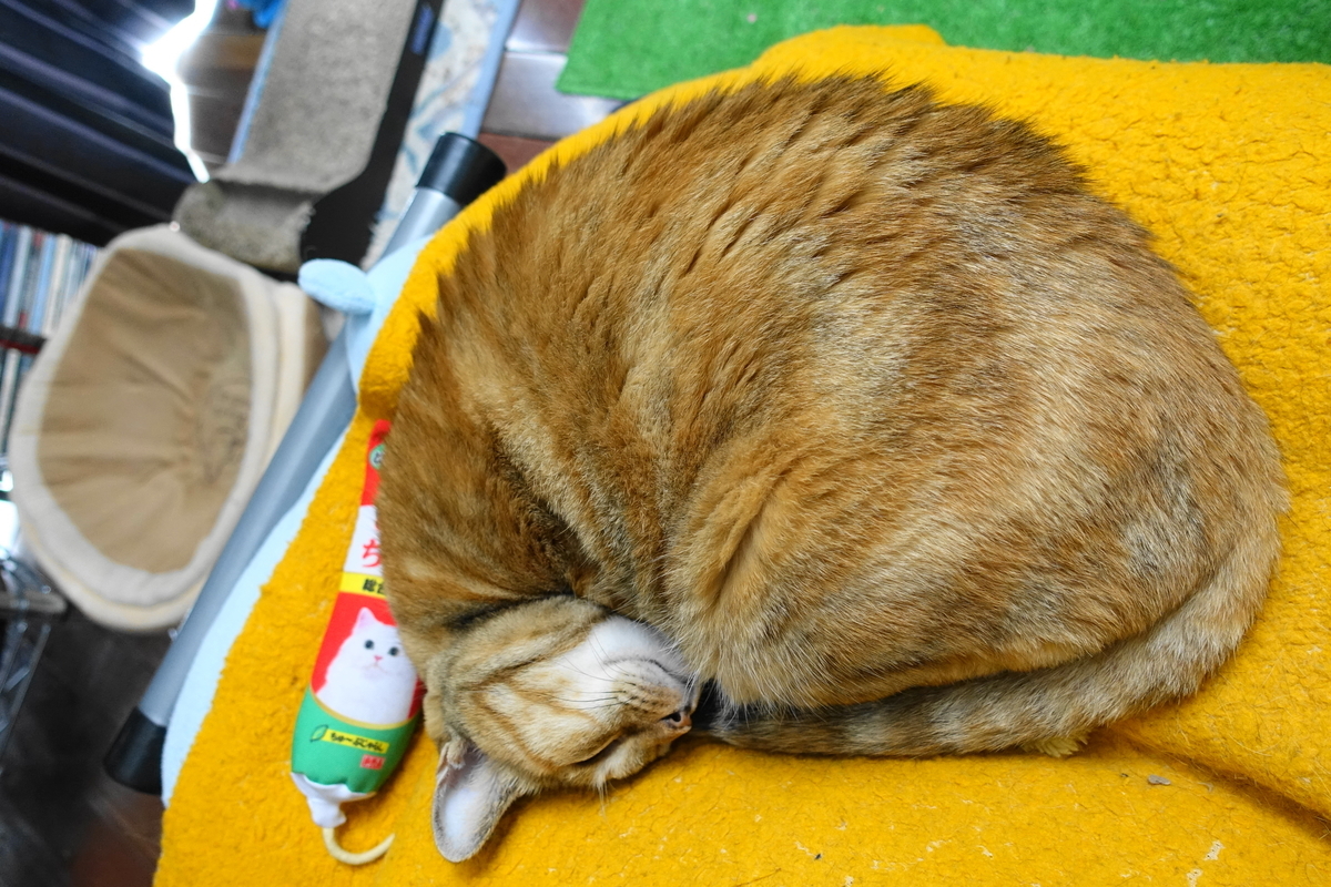 f:id:shigeo-t:20190821112408j:plain f:id:shigeo-t:20190821112408j:plain