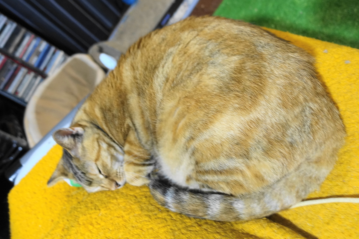 f:id:shigeo-t:20190821112435j:plain f:id:shigeo-t:20190821112435j:plain