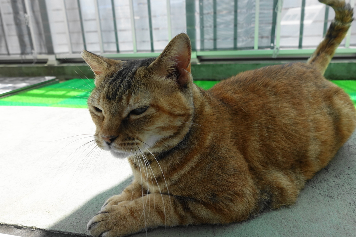 f:id:shigeo-t:20190821112942j:plain f:id:shigeo-t:20190821112942j:plain