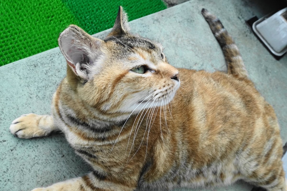 f:id:shigeo-t:20190821113020j:plain f:id:shigeo-t:20190821113020j:plain